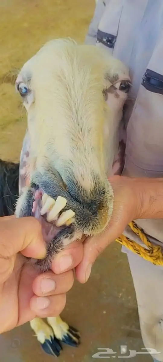 للبيع شاه نجدية صنف فاخرة   تربية مزرعة وأكلها نظيف   راس وط 1