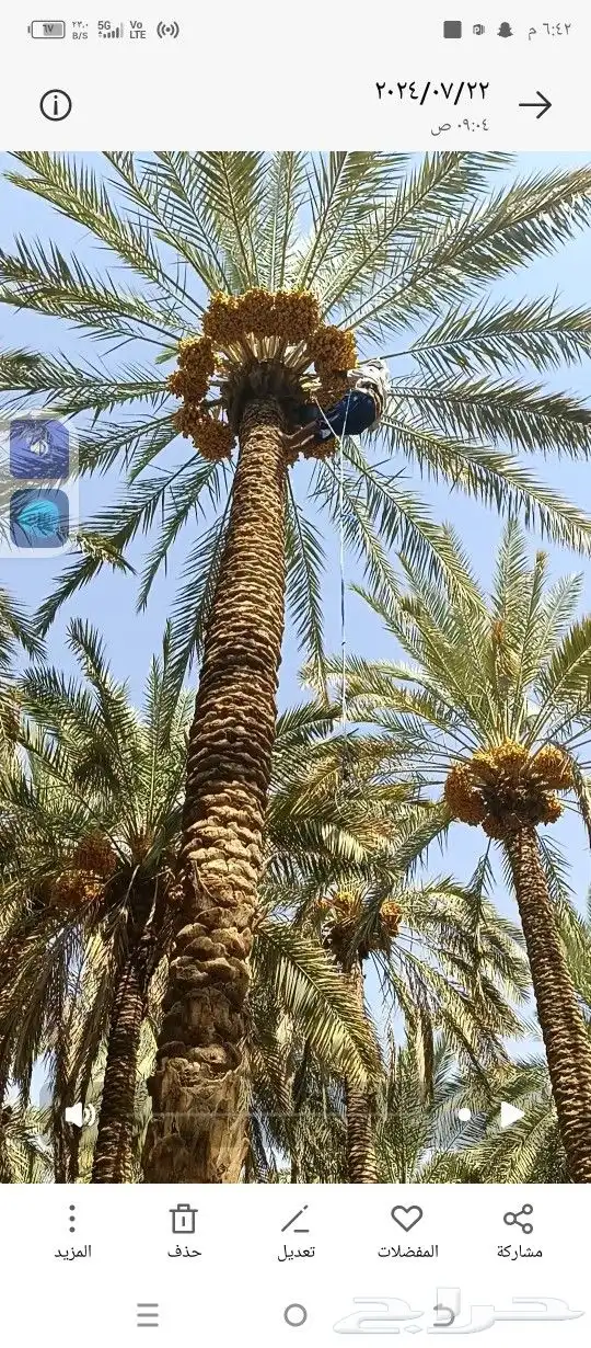 من يريد عمال خراف العمال موجودين نخل طويل قصير 0