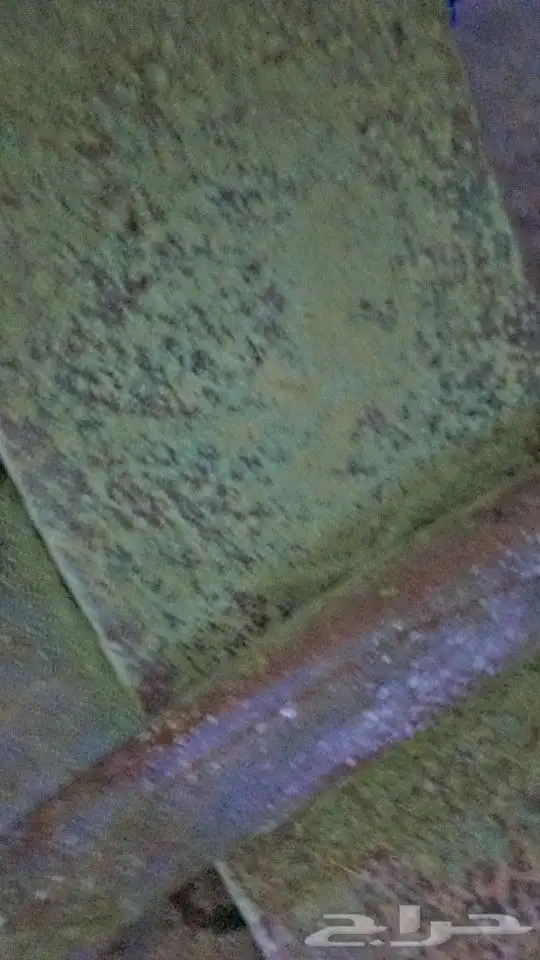 سدر طازج 3