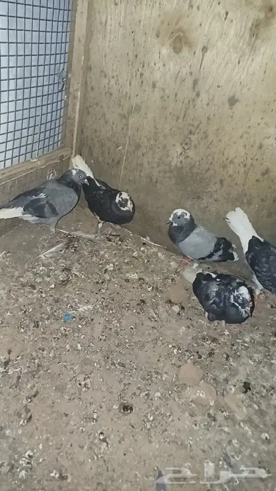 حمام قلبي 0