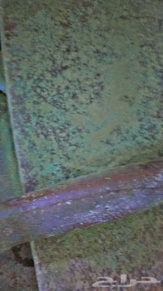 سدر طازج 2