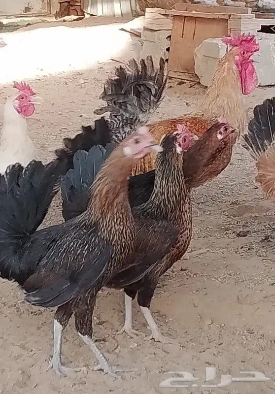 دجاج 1