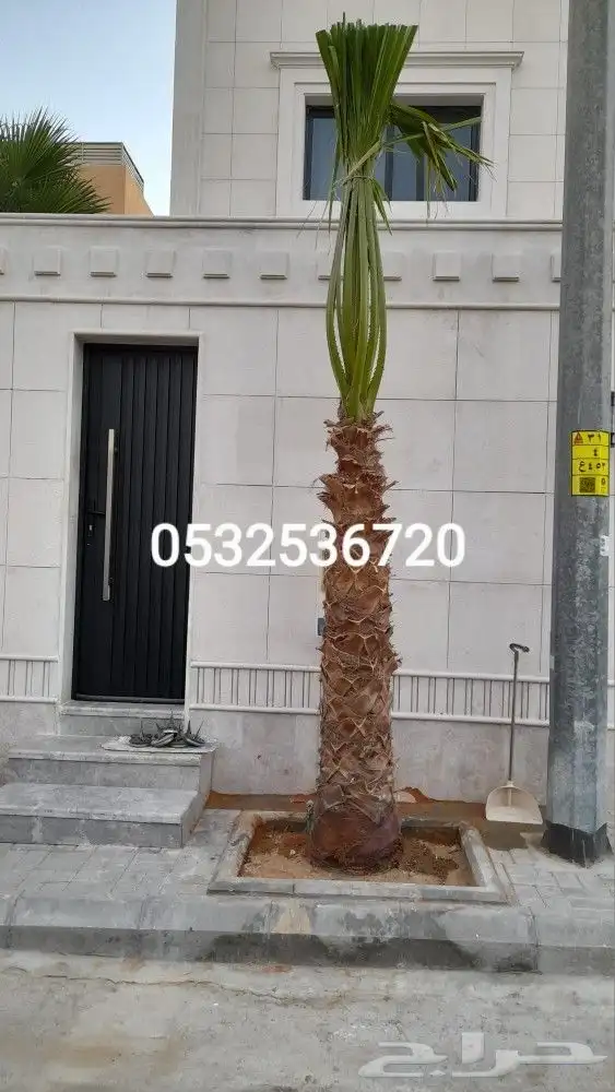نخل زينه واشنطني للبيع 0