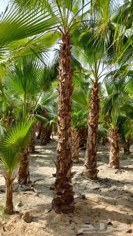 نخل زينه واشنطني للبيع 3