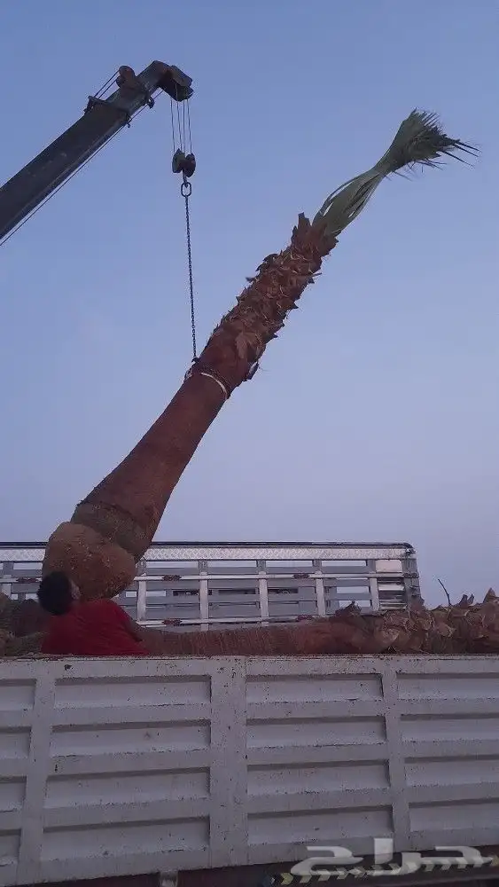 نخل زينه واشنطني للبيع 2