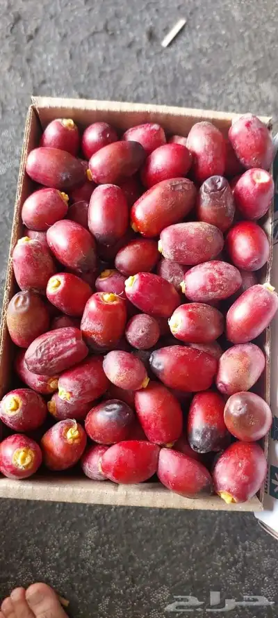 لوز ورطب 1