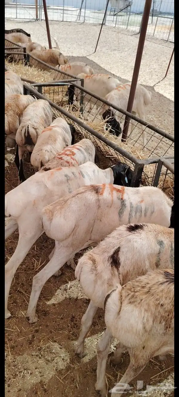 بربري برابر صومالية مرابي للبيع تفريد وجملة 2