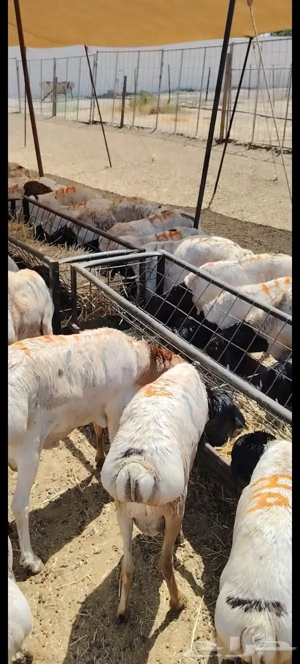 بربري برابر صومالية مرابي للبيع تفريد وجملة 0