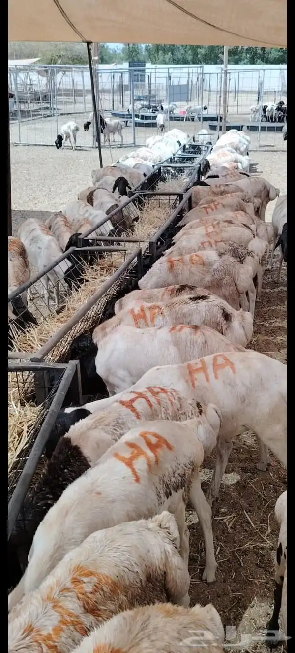 بربري برابر صومالية مرابي للبيع تفريد وجملة 1