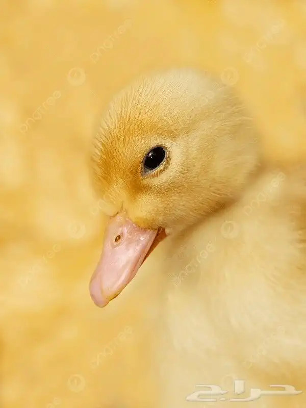 صوص بط بكيني 0