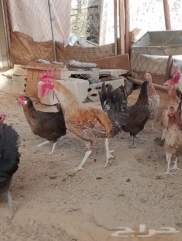 دجاج 3
