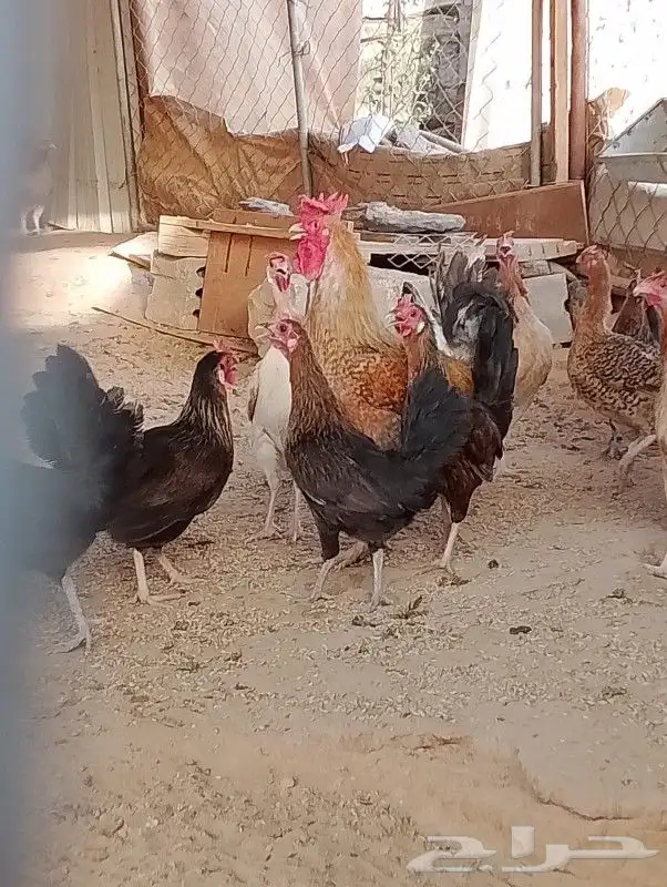 دجاج 4