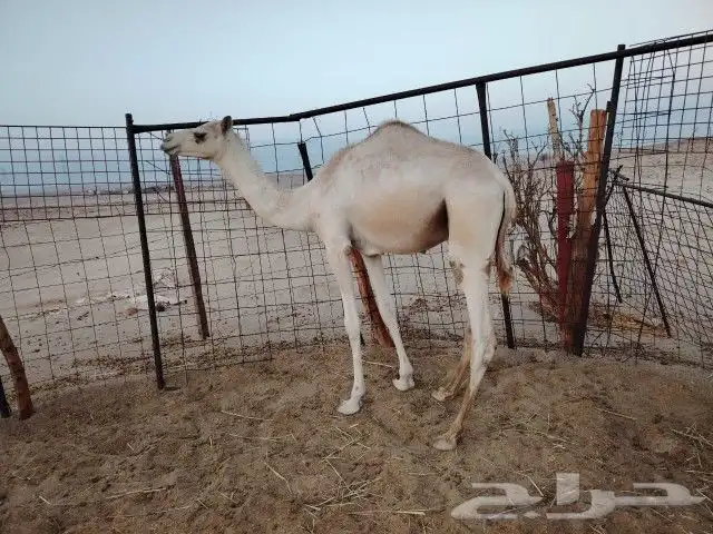 قعودين للبيع جزر سمان 0