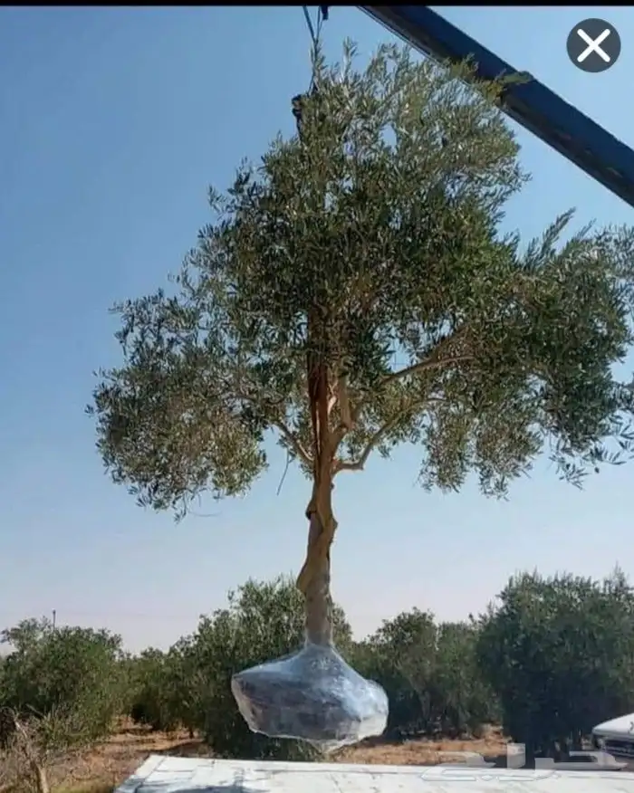 يوجد لدينا أشجار الزيتون ونخيل الوشنطن 2