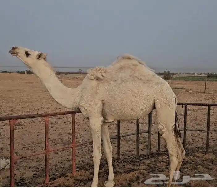 حشو مفرود 0