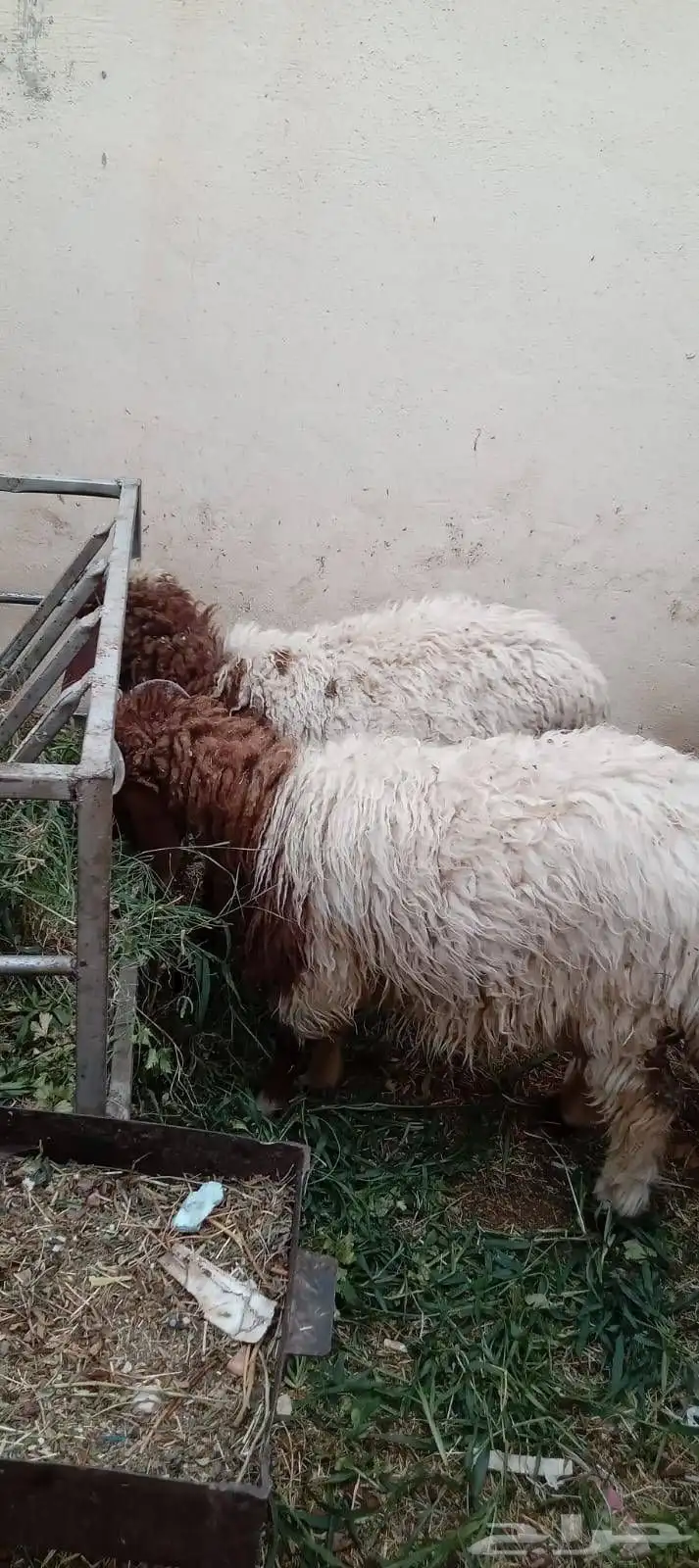 بسم الله ماشاء الله عرض طليان للبيع 3 نعيمي واحد حري واحد م 2