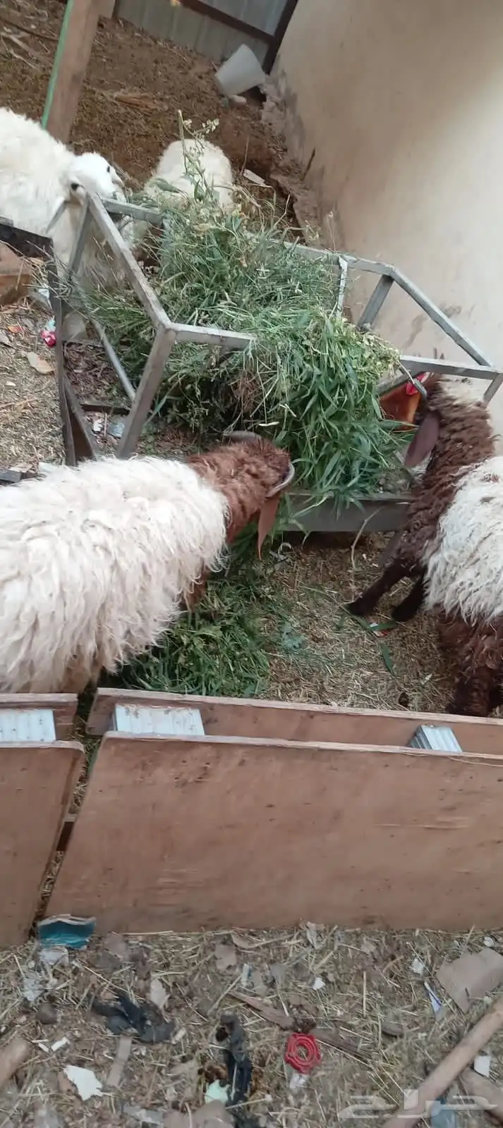 بسم الله ماشاء الله عرض طليان للبيع 3 نعيمي واحد حري واحد م 1