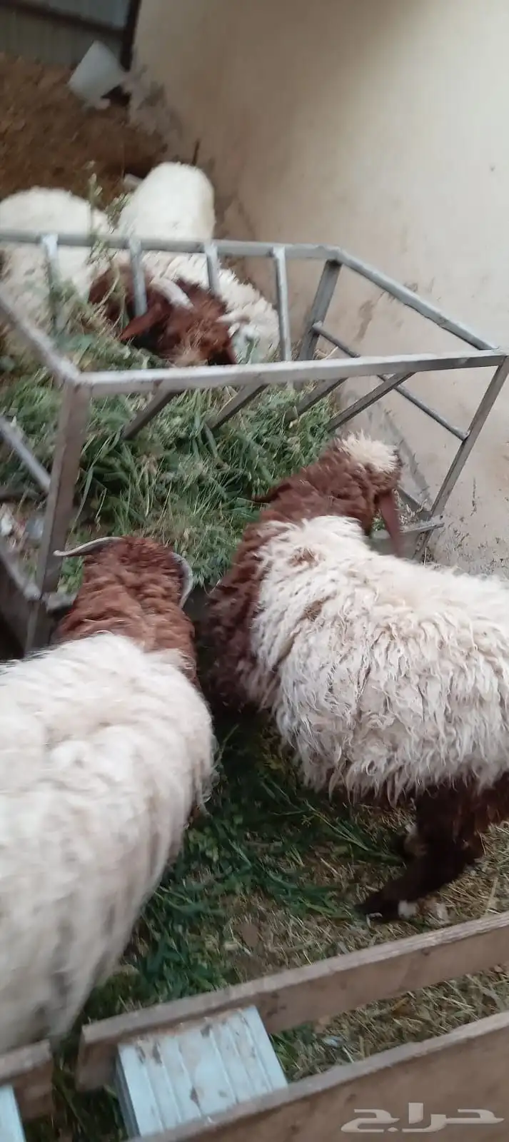 بسم الله ماشاء الله عرض طليان للبيع 3 نعيمي واحد حري واحد م 0