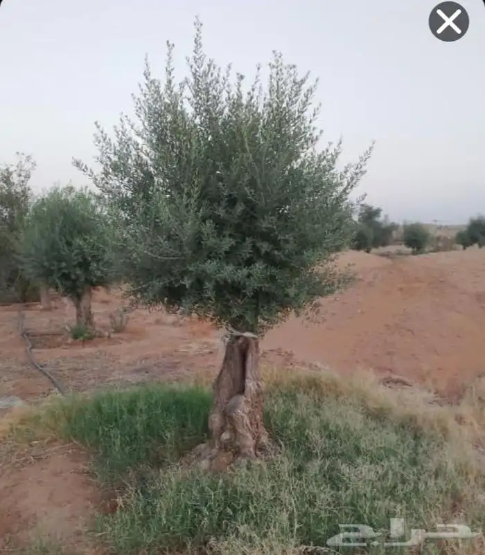 يوجد لدينا أشجار الزيتون ونخيل الوشنطن 1