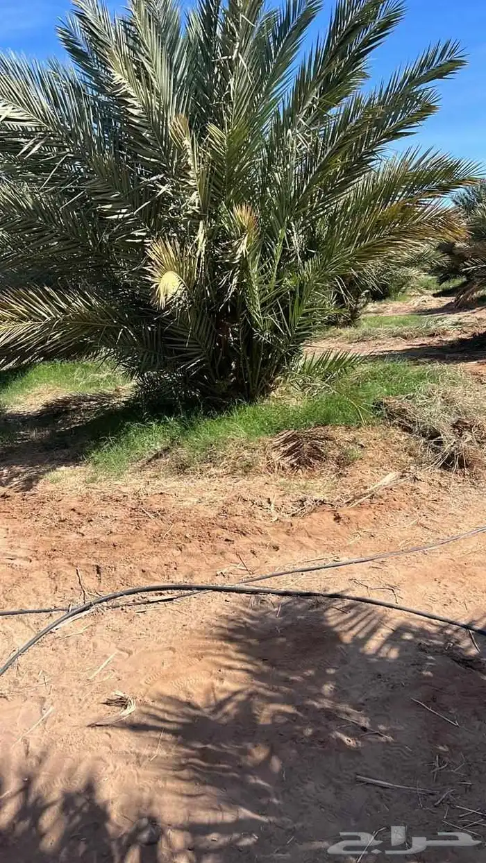 يوجد لدينا جميع انواع النخيل الطيبه على الشرط والضمان 1