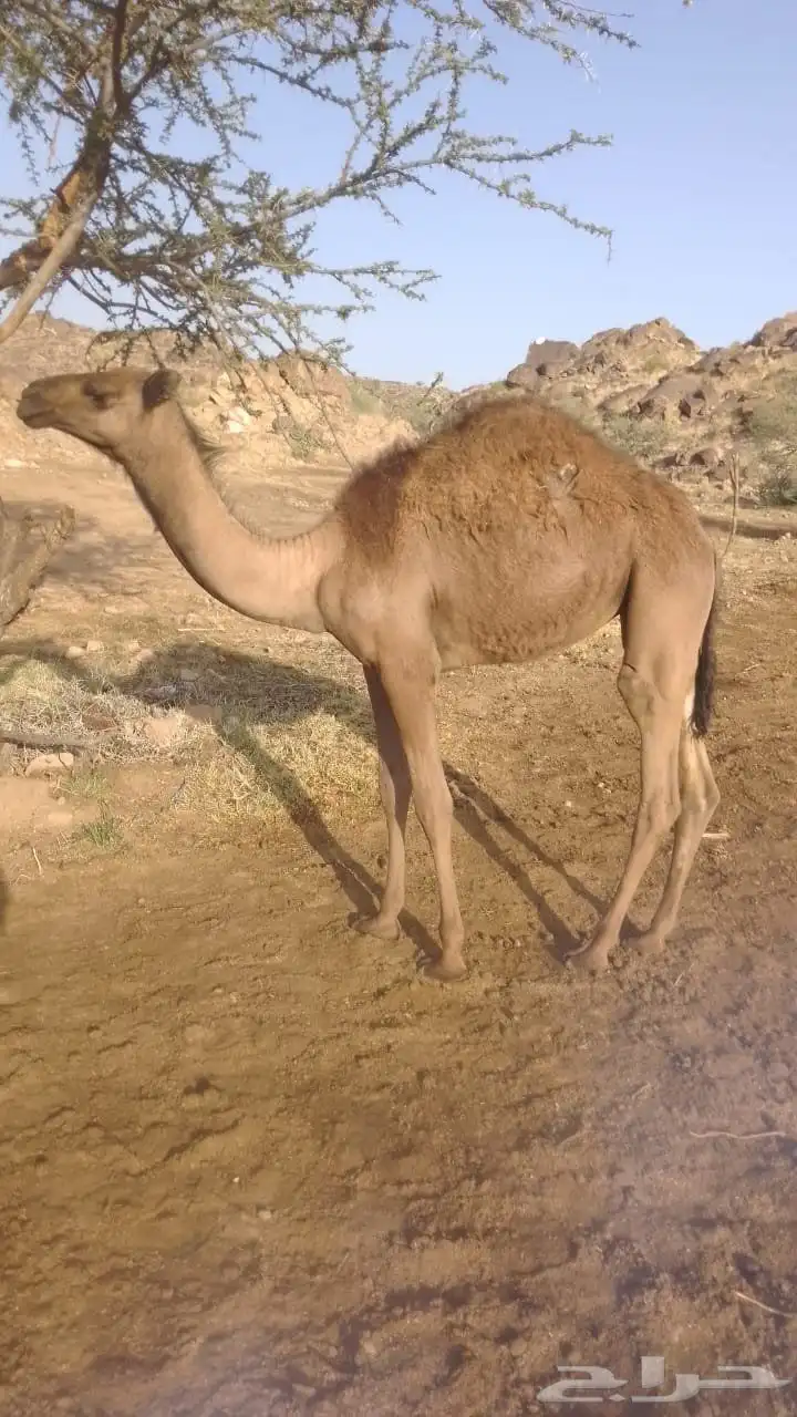 قعدان وبكار للبيع 5