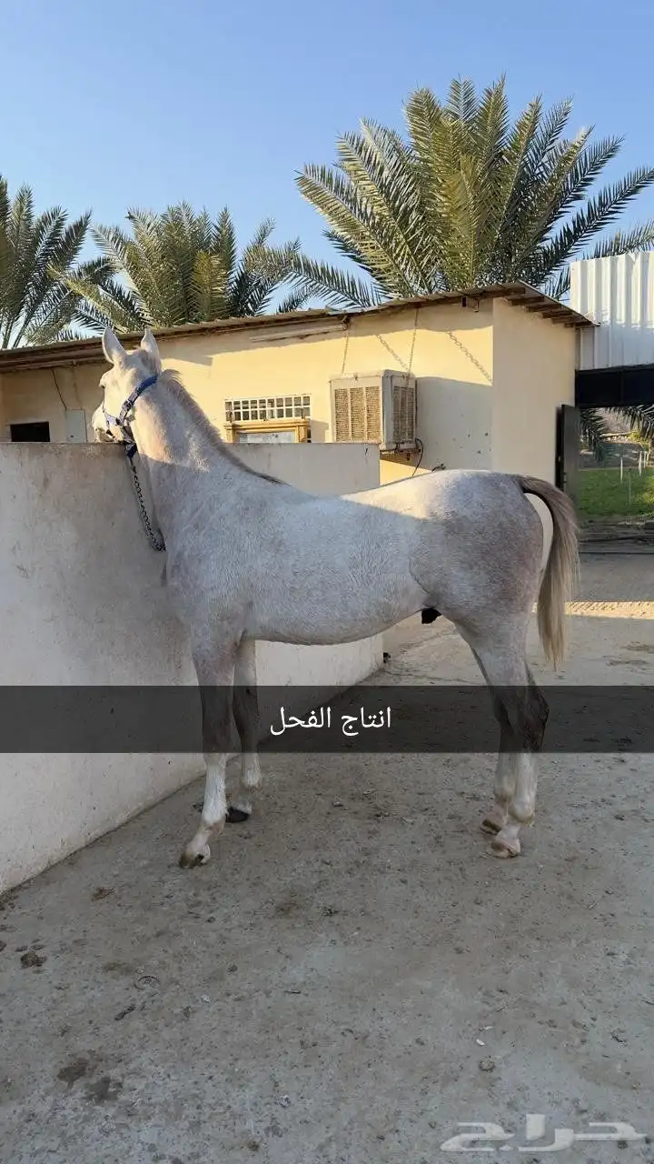 فحل مربط واهو 2