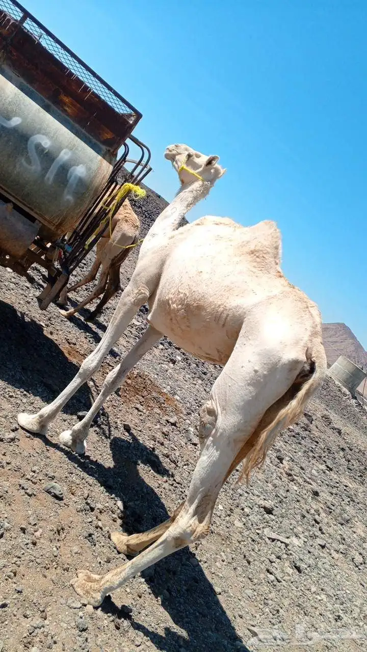 ناقه حره للبيع حايل 0
