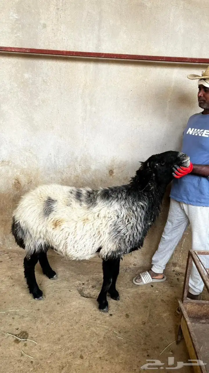 فحل نعيم باشوت سبت العلاية البشائر 2