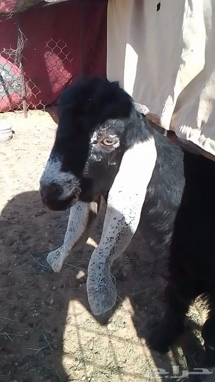 للبيع تيس عارضي صنف العمر شهرين ونص 0