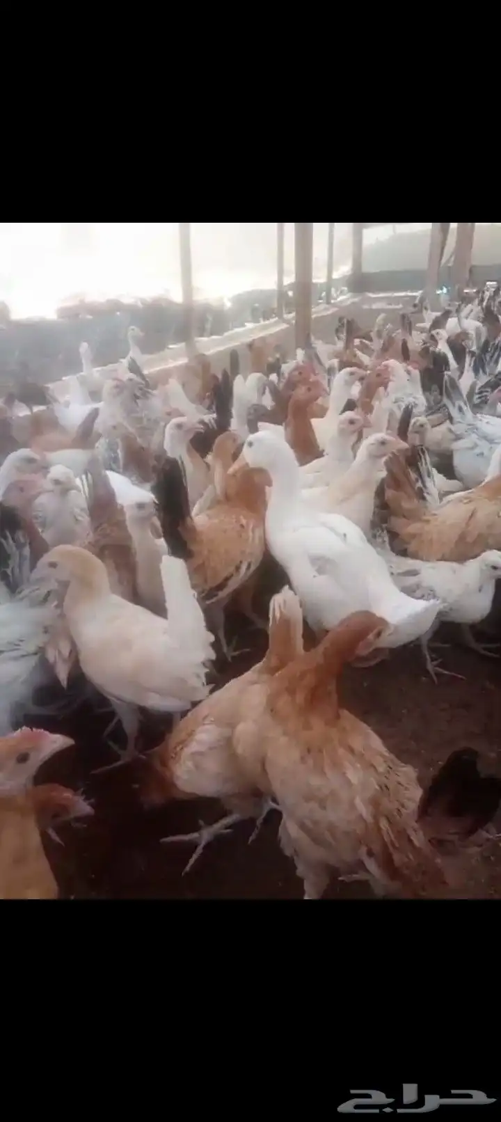 دجاج بلدي عمر اربع شهور مطعم جميع تطعيمات 3
