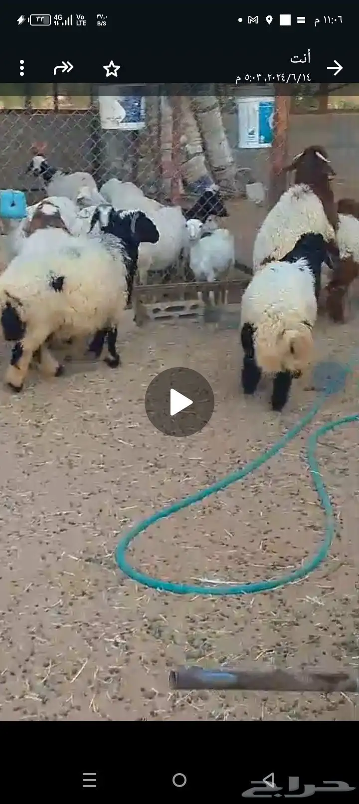 فحل نعيم باشوت سبت العلاية البشائر 5