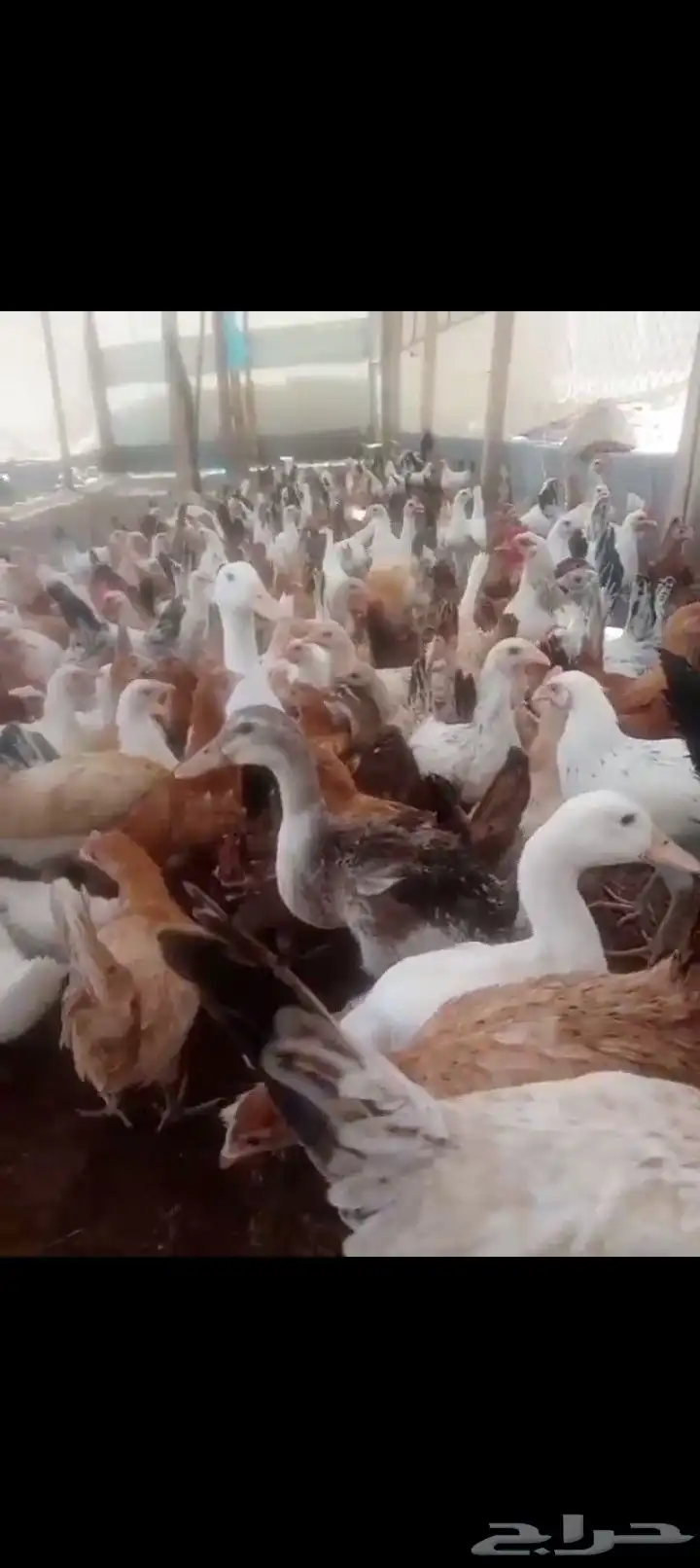 دجاج بلدي عمر اربع شهور مطعم جميع تطعيمات 1