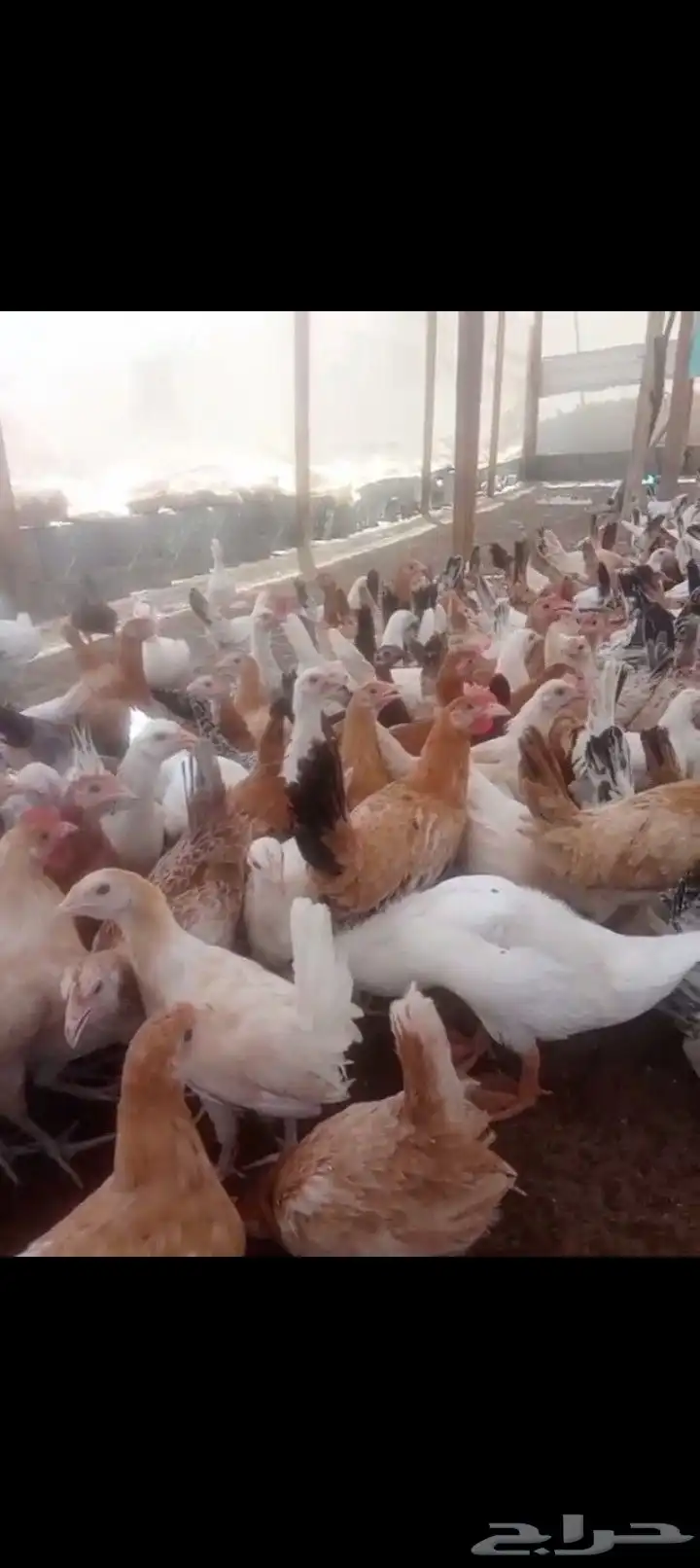 دجاج بلدي عمر اربع شهور مطعم جميع تطعيمات 5