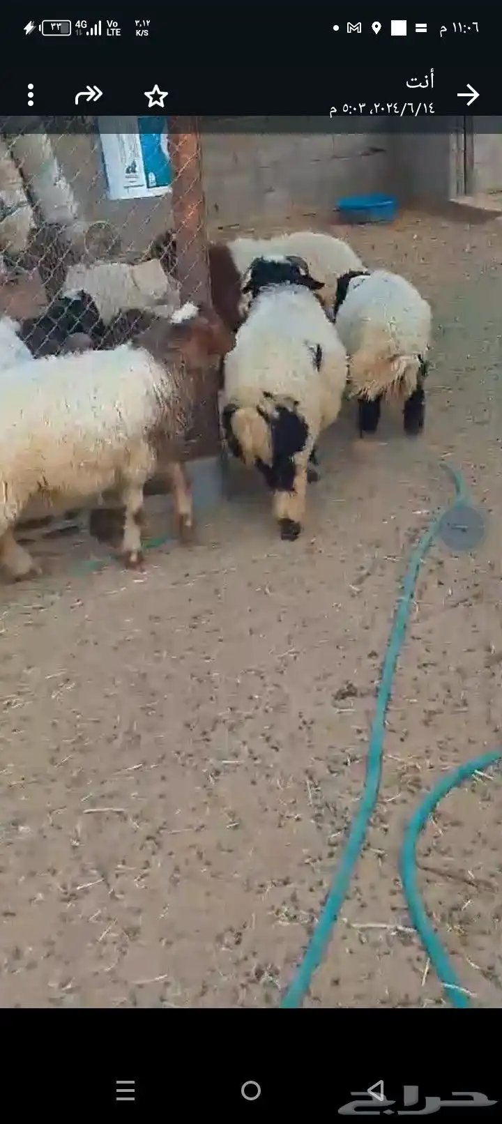 فحل نعيم باشوت سبت العلاية البشائر 4