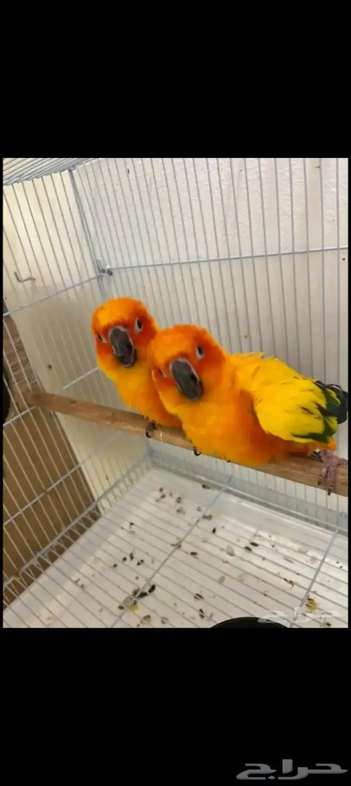 ( تم البيع )فروخ صن كنيور شمسي فاخر( تم البيع ) 4