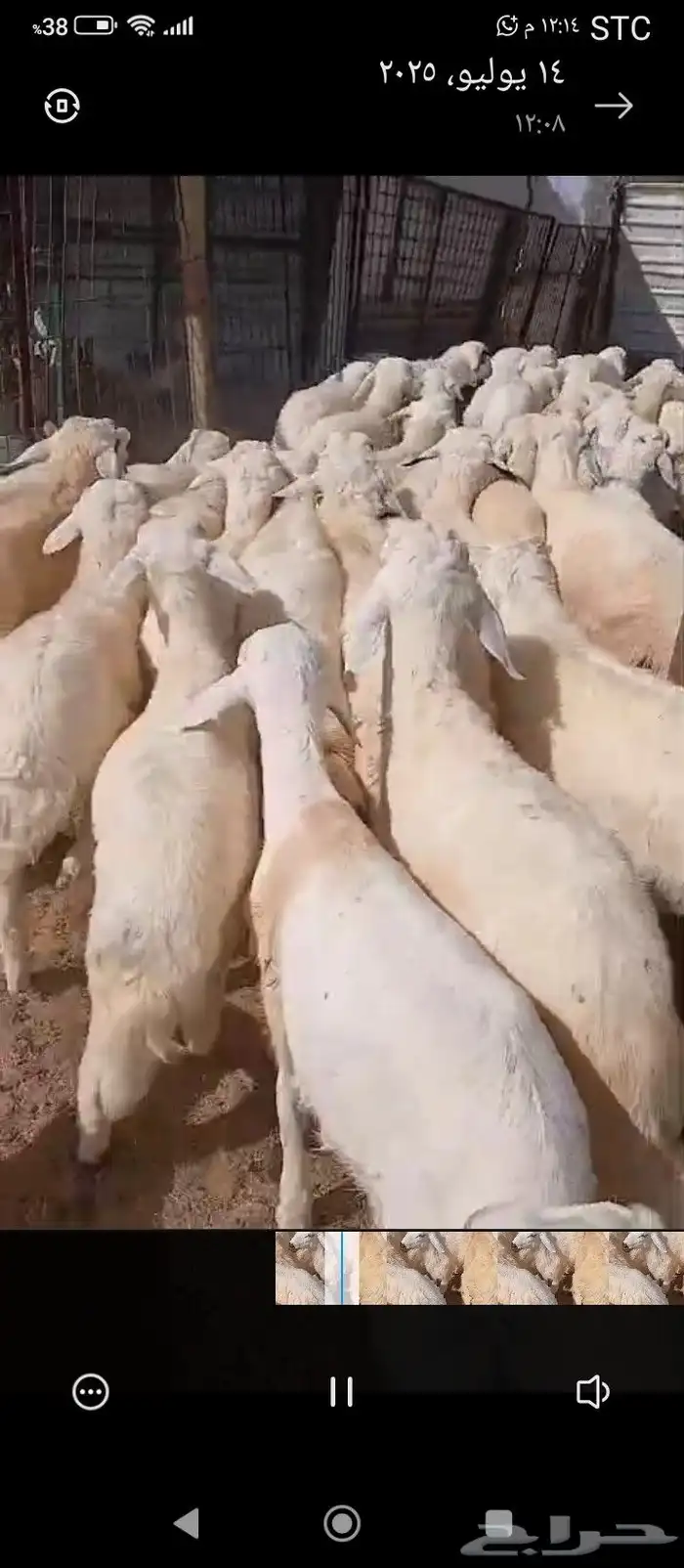 بهم خرفان للبيع 0