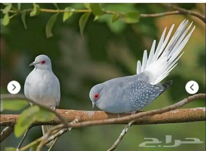 طيور ماسي اربعه ازواج وفرده 0