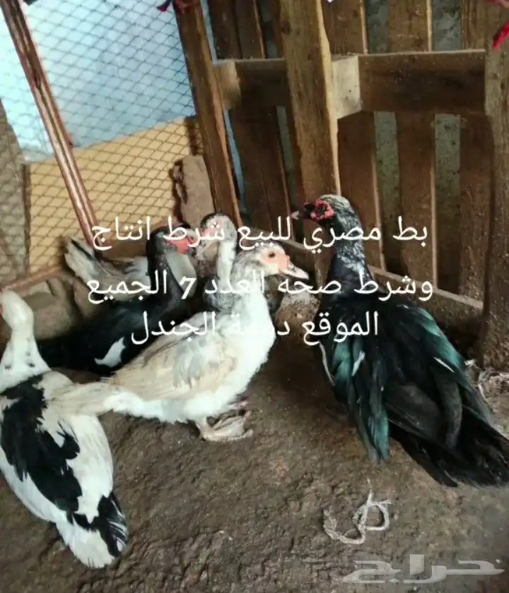 بط مصري للبيع الوحده على 60 5
