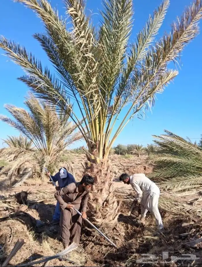 يوجد لدينا نخل جثايث وفسايل بجميع انواعها 5