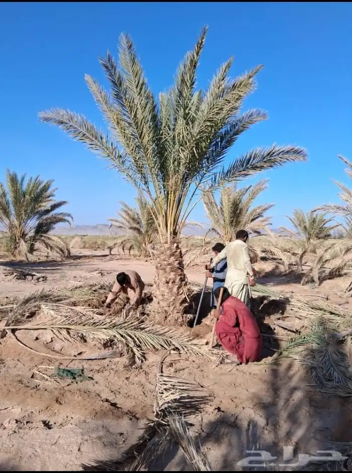 يوجد لدينا نخل جثايث وفسايل بجميع انواعها 2