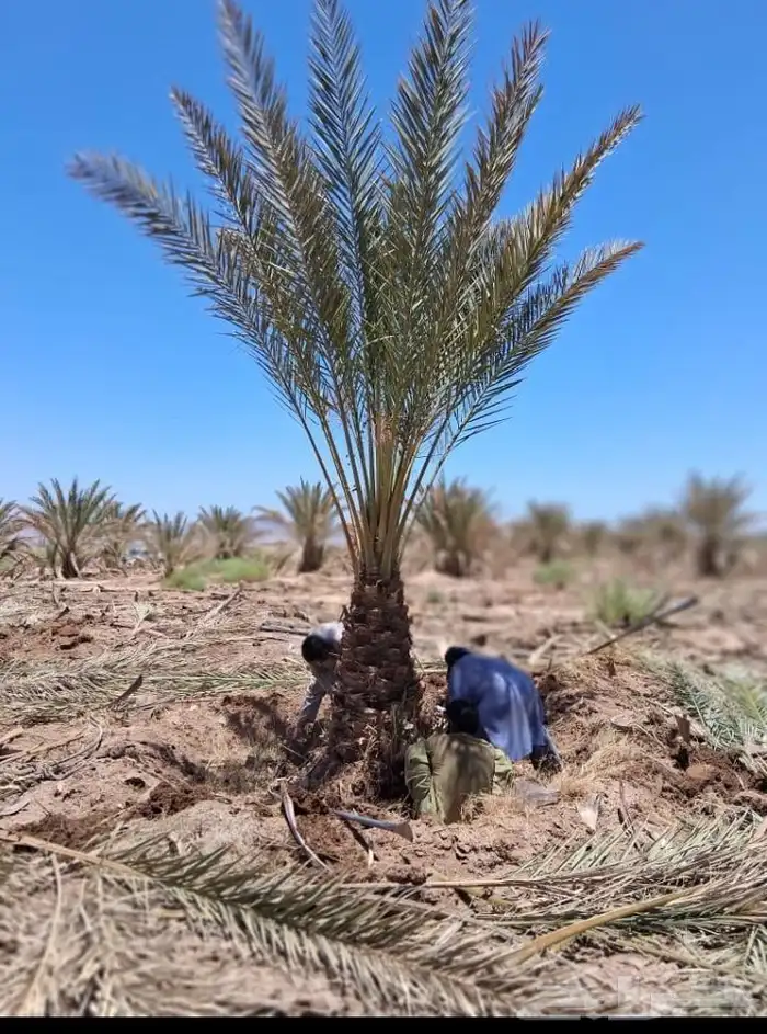 يوجد لدينا نخل جثايث وفسايل بجميع انواعها 0