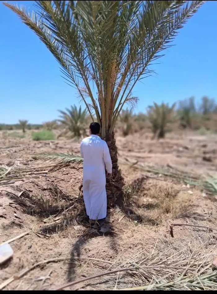 يوجد لدينا نخل جثايث وفسايل بجميع انواعها 4