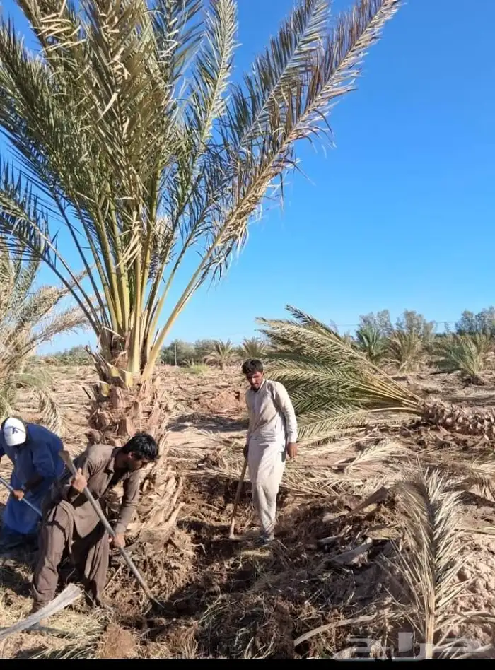 يوجد لدينا نخل جثايث وفسايل بجميع انواعها 3