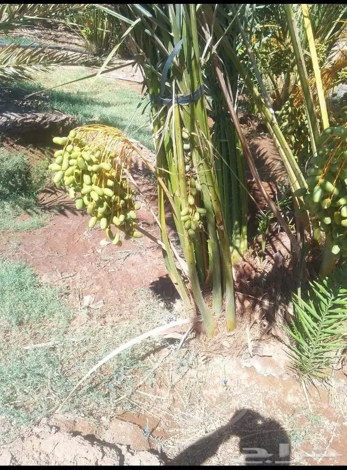 يوجد لدينا نخل جثايث وفسايل بجميع انواعها 6