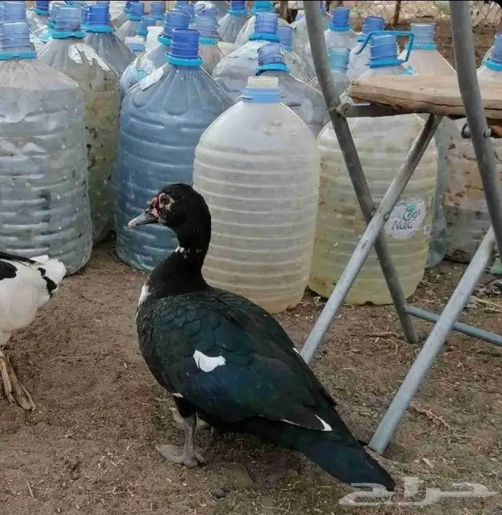 جوز بط 1
