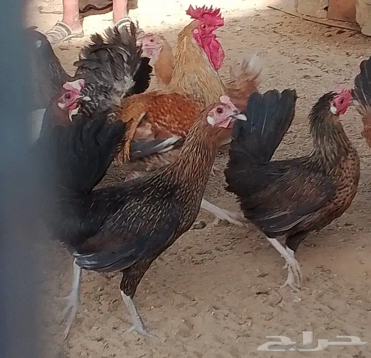 دجاج 2