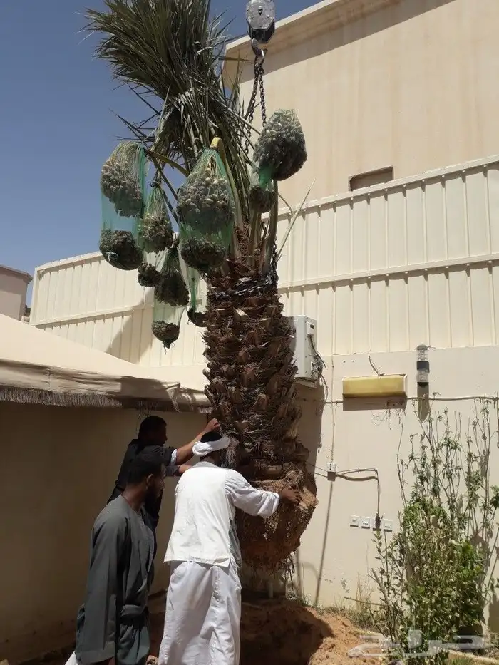 نخل للبيع جميع الانواع 5