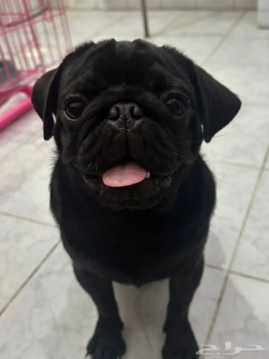 Pug Dog 1
