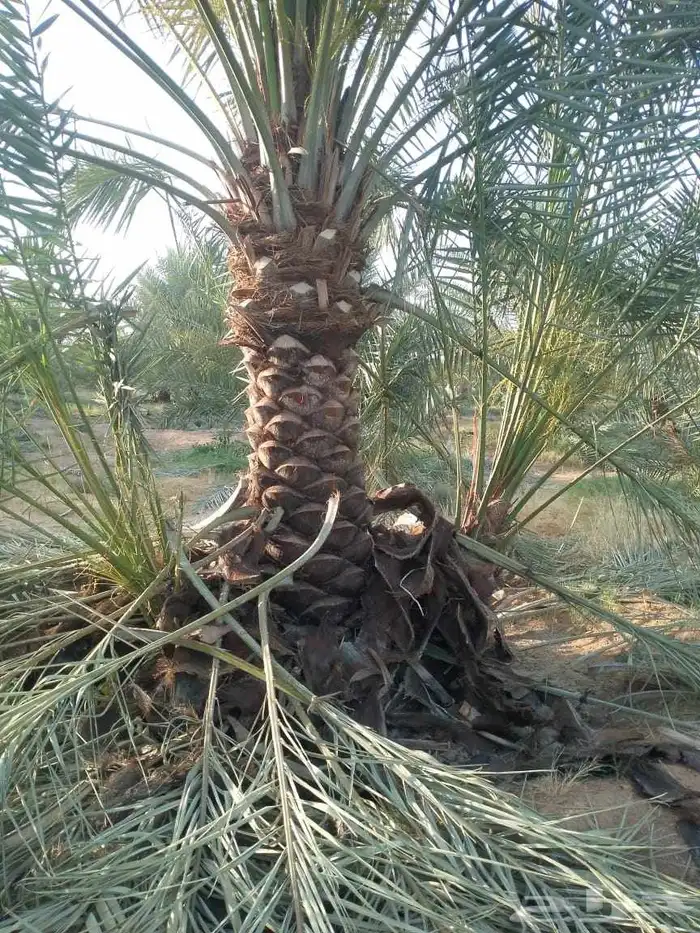 يوجد لدينا نخيل مثمر جميع الانواع وجميع مقاساته 7