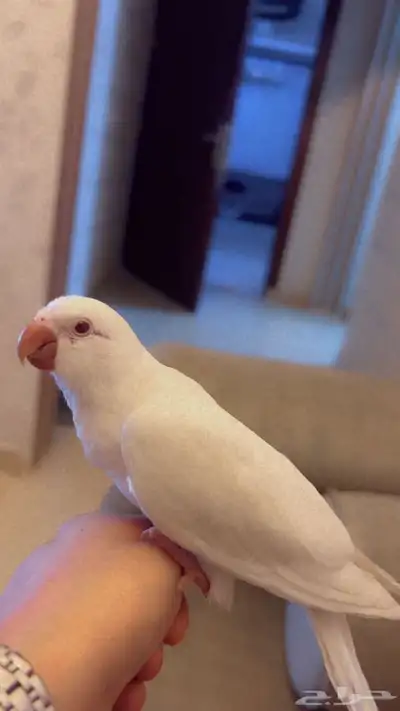 ببغاء كويكر البينو ابيض 3